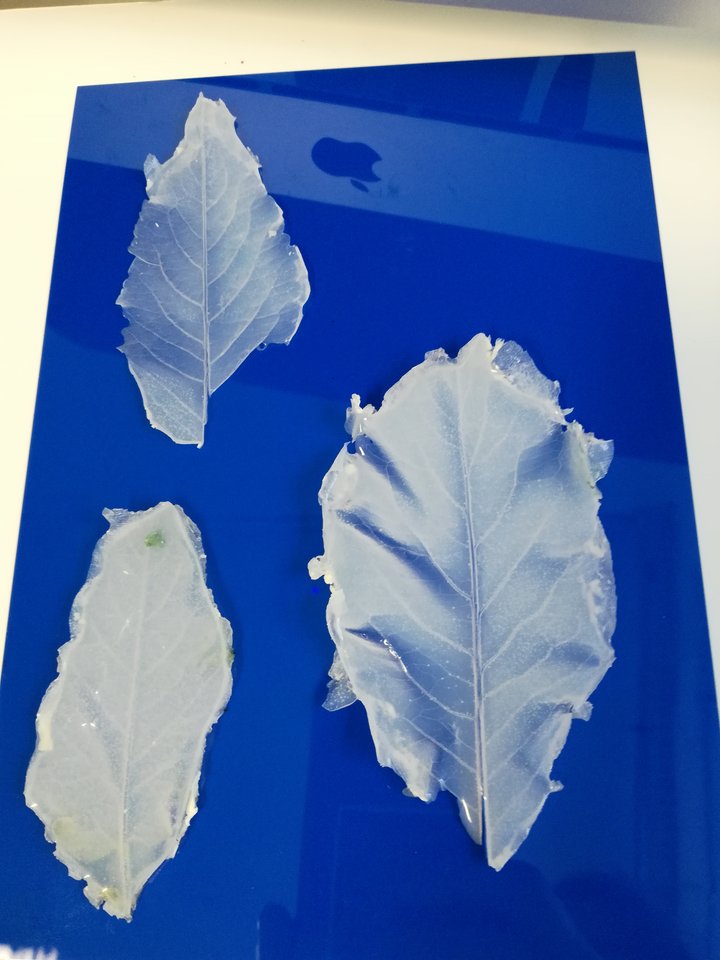 echantillons silicone en forme de feuilles, extrait du diplôme d'Olivia Guerin Petremont